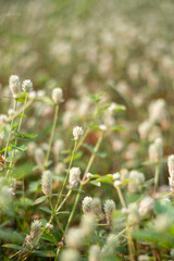 Button flowers (gompherna serrata) are blooming with green leaves and white flowers Globe amaranth 