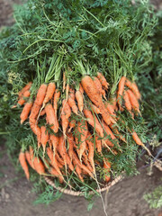 Carrots harvested in bundles from the ground.