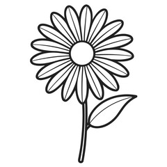  black and white daisy flower isolated