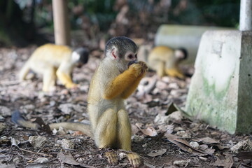 Squirrel monkeys in Ishigaki Yaima Village, Japan