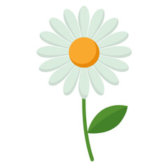 daisy flower isolated on white