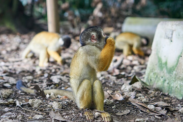 Squirrel monkeys in Ishigaki Yaima Village, Japan