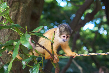 Squirrel monkeys in Ishigaki Yaima Village, Japan