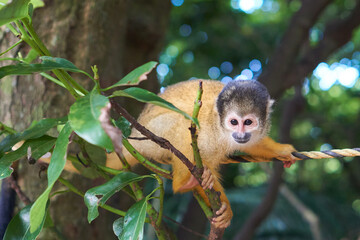 Squirrel monkeys in Ishigaki Yaima Village, Japan