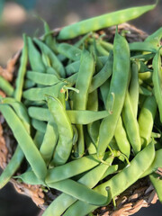 Green beans freshly harvested in woven basket.