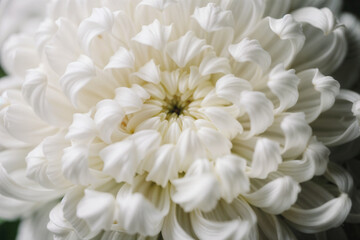 Detailed Macro Close-Up of a Pure White Chrysanthemum Flower Petals Texture