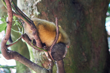 Squirrel monkeys in Ishigaki Yaima Village, Japan