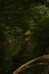 哲学の道　京都