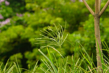 Eleusine indica, commonly known as Goosegrass, Indian Goosegrass, Crowfootgrass, or Wiregrass.
