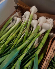Young garlic stacked fresh with vibrant green stems.