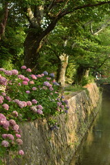 哲学の道　七月　紫陽花