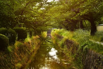 哲学の道　京都