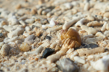 A hermit crab on the beach
