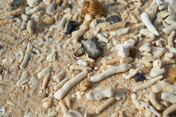 background of sea shells on the beach