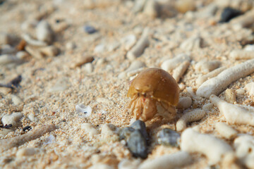 A hermit crab on the beach
