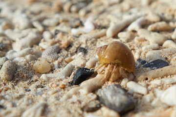 A hermit crab on the beach
