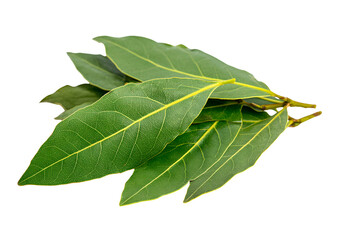 Obraz premium bay leaves on a transparent background. PNG format for culinary and herb enthusiasts.