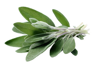 Fresh sage leaves arranged artistically on a transparent background, showcasing this aromatic herb and spice.