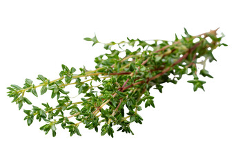Fresh thyme sprigs on a transparent background. PNG format for culinary and gardening enthusiasts.