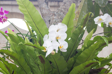 Delicate White Orchid Flowers in Full Bloom for Nature and Wellness Themes