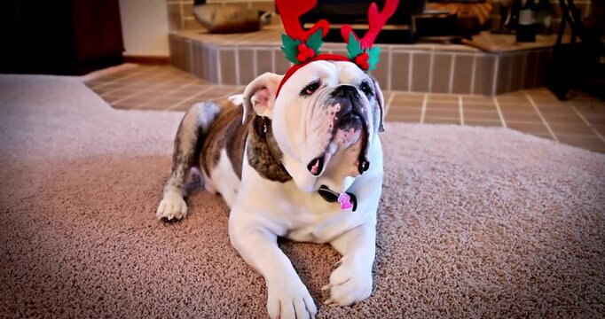 Video of a dog wearing a Christmas accessory of reindeer antlers, in optimal quality and with a blurred background