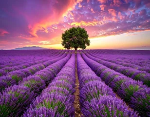 Fototapete Stunning lavender field landscape Summer sunset with single tree © aziz
