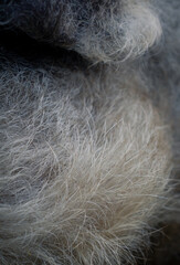 A close up of a dog's fur with a fuzzy texture