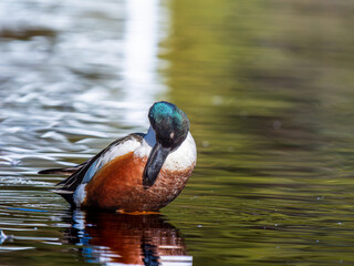 水辺のハシビロガモ