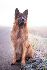 a German Shepherd sits on a roadside in the fields