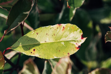 A leaf with brown spots on it