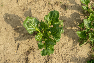 A small green plant is growing in the dirt