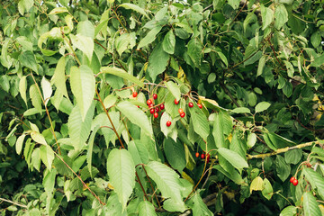 A tree with green leaves and red berries