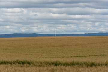 A wind turbine is standing in a field of tall grass