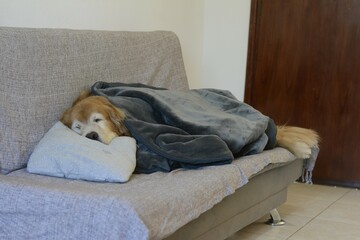 Cachorro idoso dormindo no sofá com um cobertor da cor cinza. A cabeça do golden retriever está...