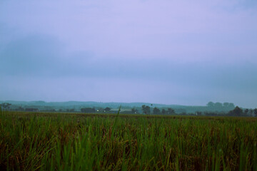 Fototapeta premium Scenic Green Paddy Fields with Overcast Sky, Ideal for Sustainable Farming, Rural Landscape, and Environmental Concepts