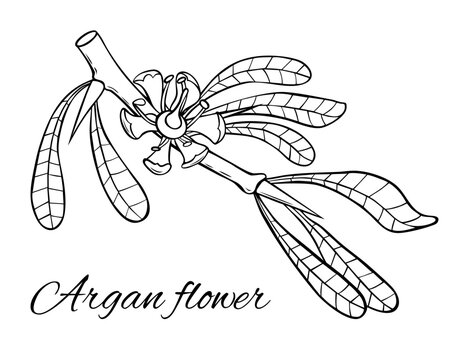 Argan branch with flower. Hand drawn vector illustration. Plant part isolated on white background.