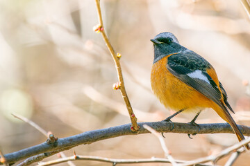 枝にとまるジョウビタキ