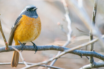 枝にとまるジョウビタキ