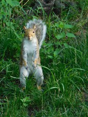 Funny squirrel who always wanted to be a meerkat