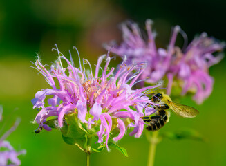 A bumblebee gathering nectar from a bee balm flower, and on the left is a tiny bristle sweat bee...