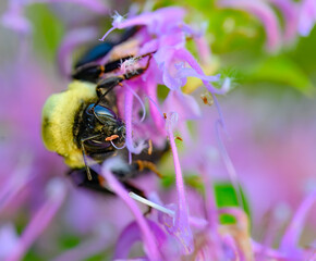 Closeup view of a bumblebee's face, its large eyes, small eyes and antennae showing in sharp...