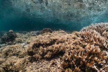 얕은 바다 속, 백색화된 산호초와 작은 물고기들이 어우러진 풍경이 시원하게 펼쳐진다.