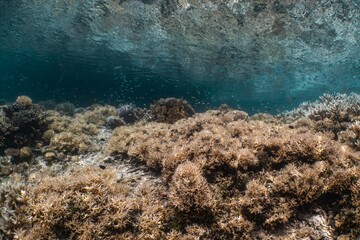 투명한 바닷속에서 산호초와 물고기 떼가 어우러진 아름다운 풍경이 펼쳐진다. 햇빛이 산호초를 비추며 신비로운 분위기를 자아낸다.