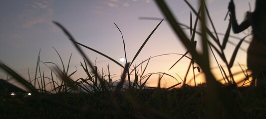 Obraz premium Sunset Light Through the Grass