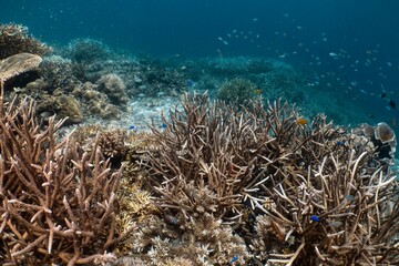 얕은 바다 속의 산호초 군락과 형형색색의 물고기들이 어우러진 생동감 넘치는 풍경