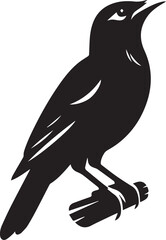 Vector bird myna silhouette illustration