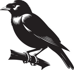 Vector bird myna silhouette illustration