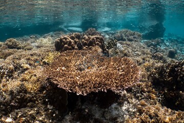 투명한 바닷속, 다양한 산호초와 형형색색의 물고기들이 어우러진 아름다운 풍경이 펼쳐진다.