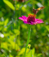 A silver-spotted skipper on a pink zinnia, eating nectar