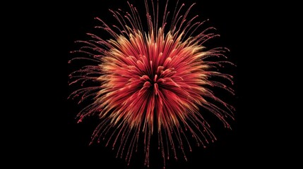 Fototapeta premium Vivid red and gold firework bloom with radiant, thin streaks elegantly against clean black.